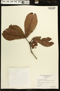Quercus purulhana image