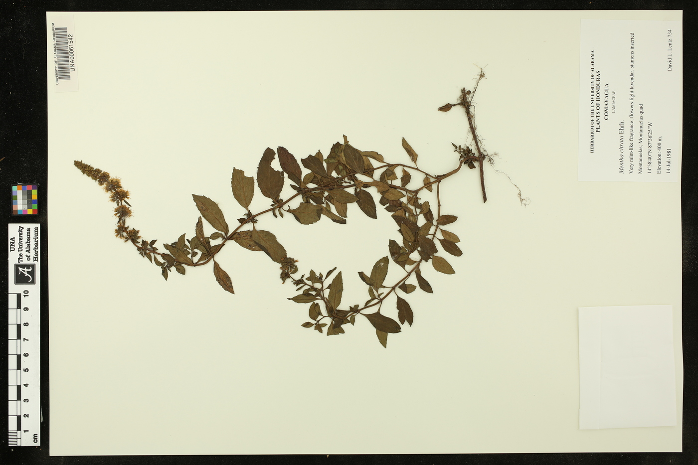 Mentha citrata image