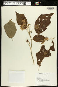 Solanum lanceolatum image