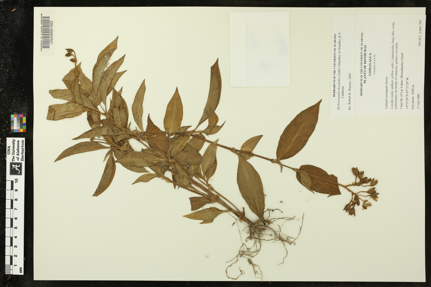 Dichorisandra hexandra image