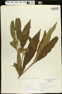 Solanum rugosum image