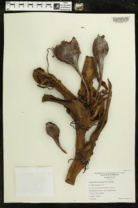 Syngonium macrophyllum image