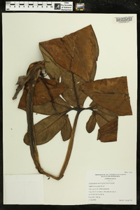 Syngonium macrophyllum image