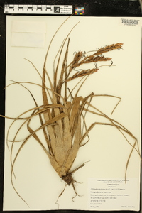 Tillandsia polystachia image