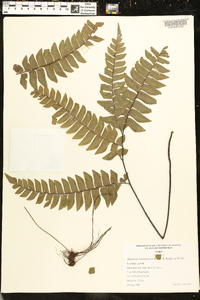 Adiantum tetraphyllum image