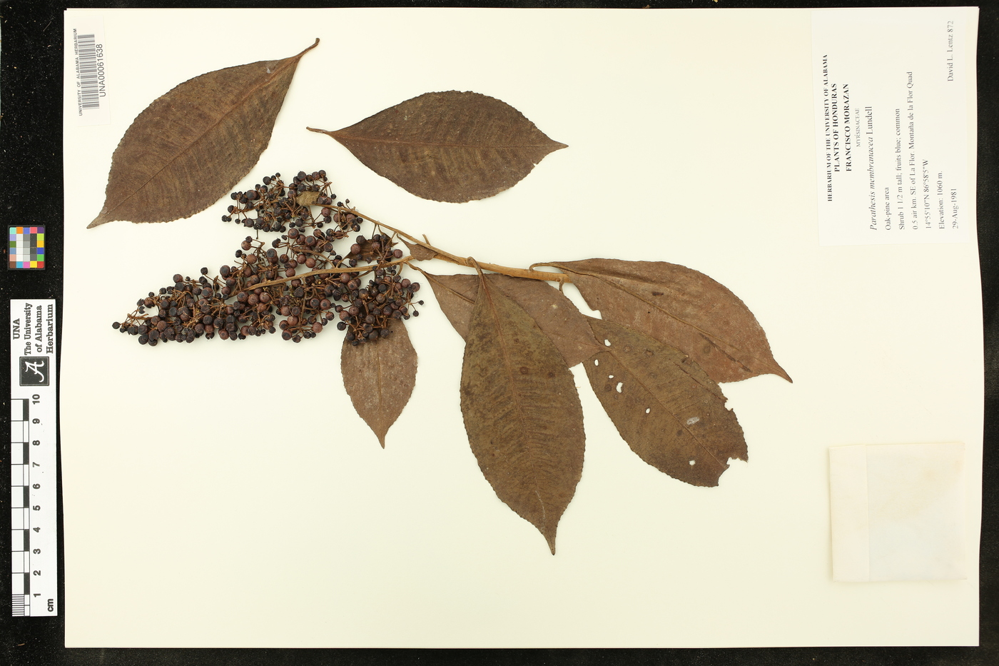 Parathesis donnell-smithii image