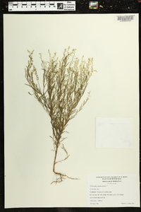 Polygala paniculata image