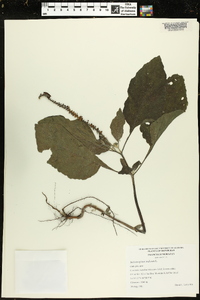 Heliotropium indicum image