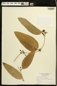 Smilax spinosa image