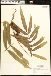 Polypodium triseriale image