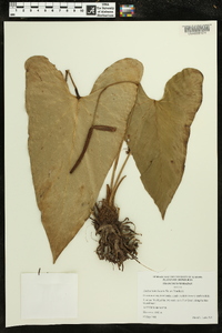 Anthurium lucens image