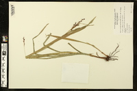 Scleria melaleuca image