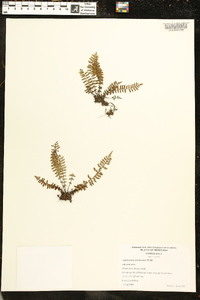 Asplenium formosum image