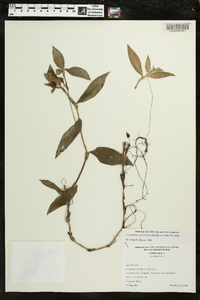 Tripogandra amplexicaulis image