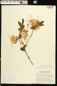 Rhododendron alabamense image