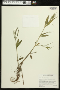 Justicia ovata var. lanceolata image