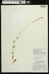 Lobelia appendiculata image