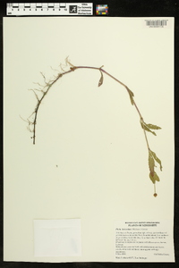 Phyla lanceolata image