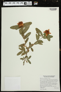 Hypericum frondosum image