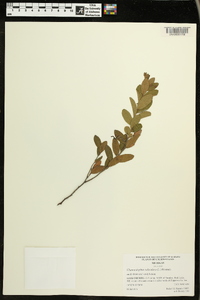 Chamaedaphne calyculata image