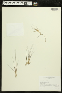 Juncus pelocarpus image