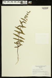 Scutellaria galericulata image