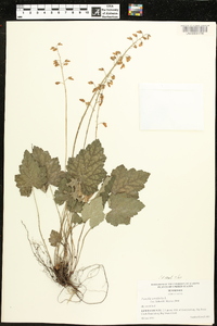 Tiarella cordifolia image