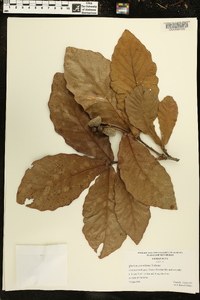 Quercus purulhana image