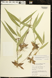 Dichanthelium polyanthes image