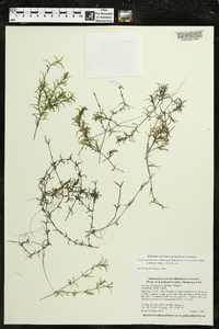 Najas guadalupensis subsp. olivacea image