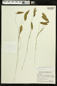 Potamogeton oakesianus image