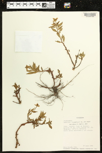 Ludwigia hyssopifolia image