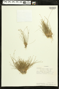 Eleocharis urceolata image