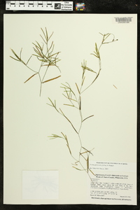 Potamogeton strictifolius image