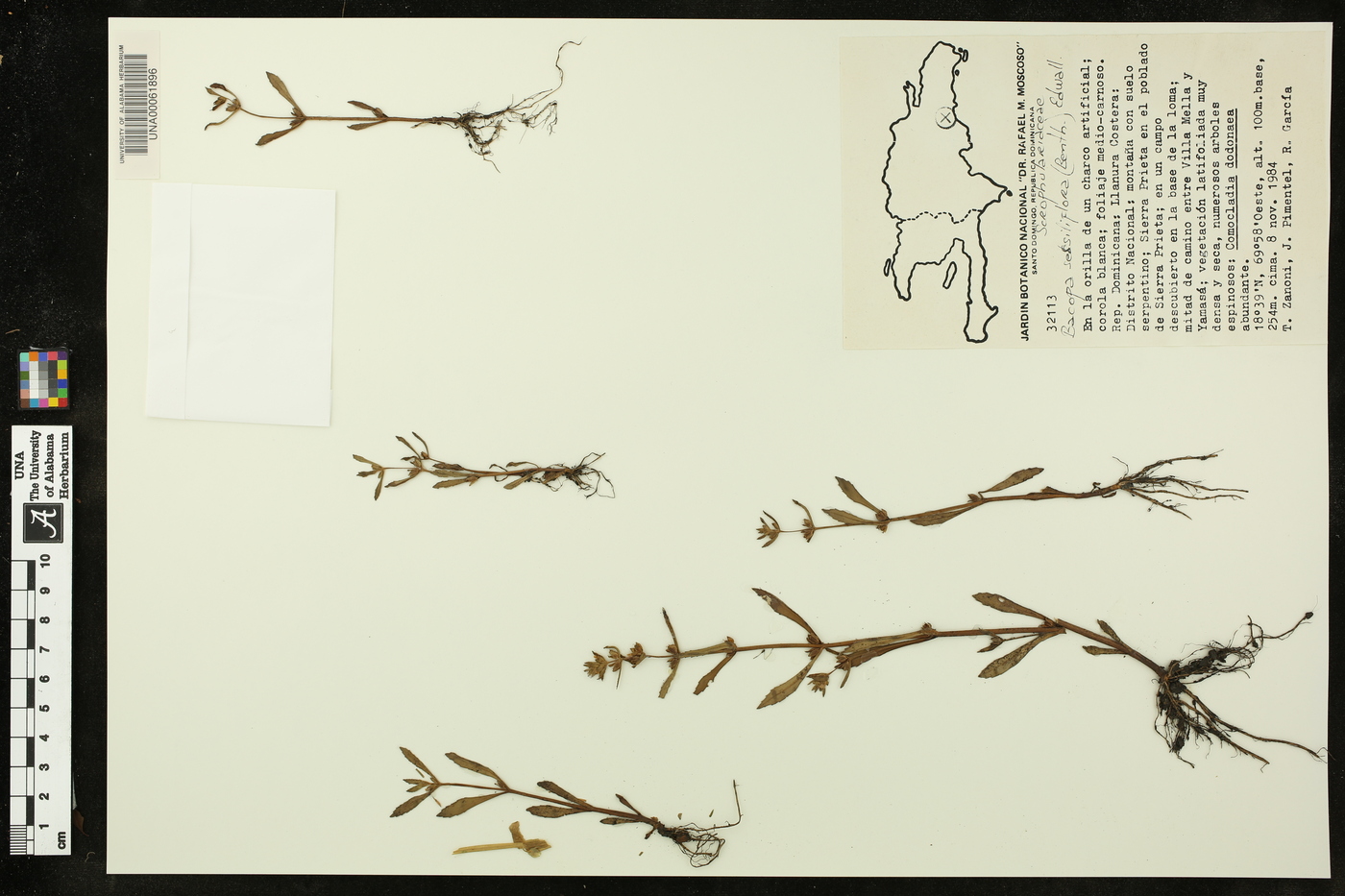 Bacopa sessiliflora image