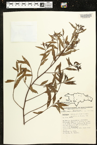 Ludwigia bonariensis image