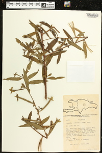 Ludwigia octovalvis image