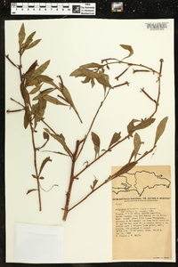 Ludwigia octovalvis image