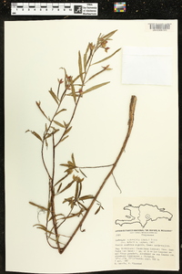 Ludwigia octovalvis image