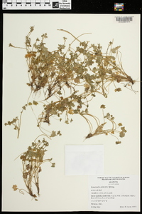 Ranunculus platensis image