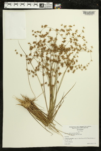 Juncus diffusissimus image