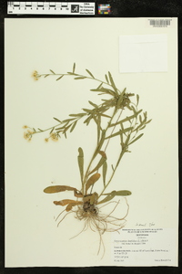 Sericocarpus linifolius image