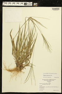 Digitaria violascens image