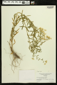 Sericocarpus linifolius image