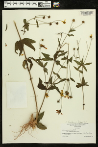 Coreopsis tripteris image