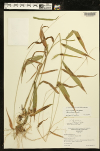 Elymus hystrix image