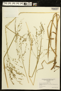 Glyceria canadensis image