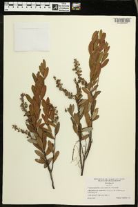 Chamaedaphne calyculata image