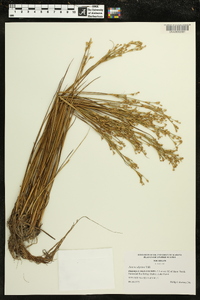 Juncus alpinoarticulatus image