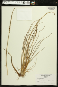 Triglochin maritima image